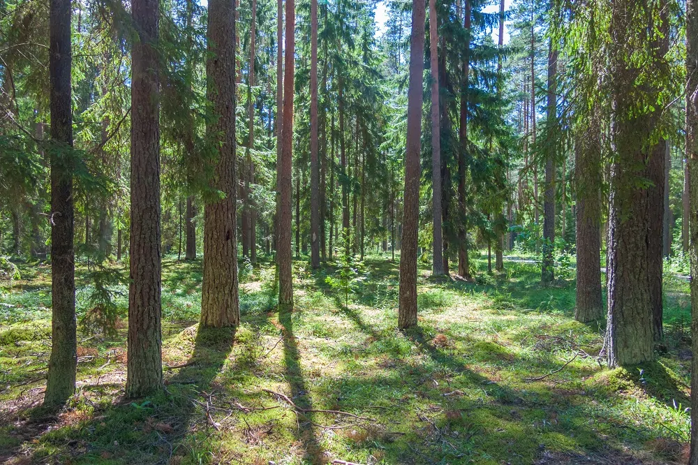 Коприно